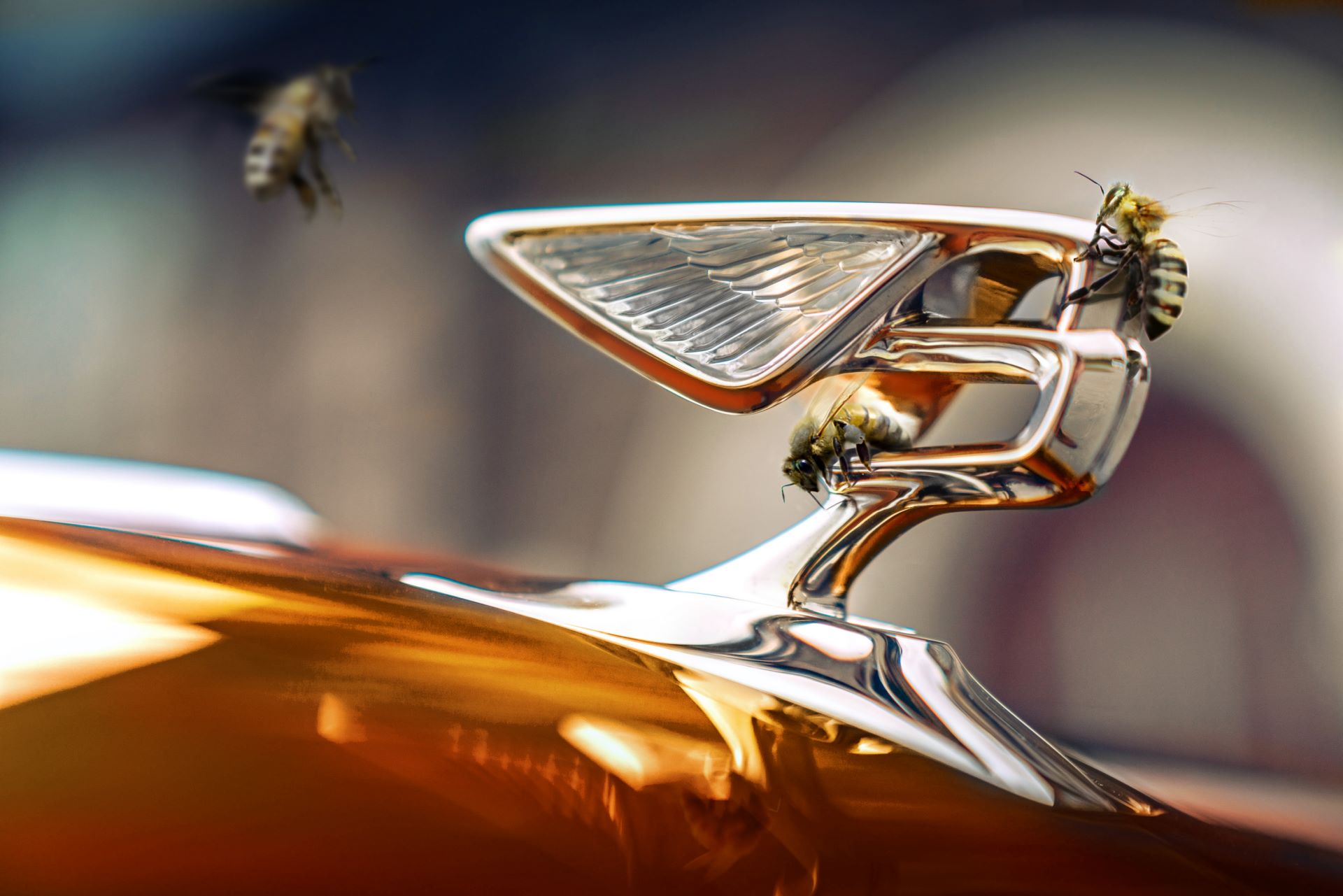 Bentley-Honey-Harvest-2022-7