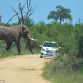 African Elephant Overturns and Punctures Small Car