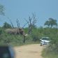 African Elephant Overturns and Punctures Small Car