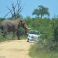 African Elephant Overturns and Punctures Small Car