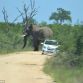 African Elephant Overturns and Punctures Small Car
