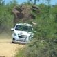 African Elephant Overturns and Punctures Small Car