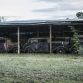 Amazing_French_barnfind_80