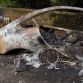aston-martin-melted-5