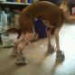 AT-AT Dog