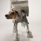 AT-AT Dog