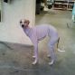 AT-AT Dog