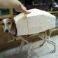 AT-AT Dog
