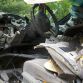 Bear attack in Honda Civic