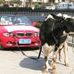 BMW owner protests with cow