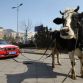 BMW owner protests with cow