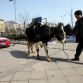 BMW owner protests with cow