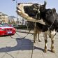 BMW owner protests with cow