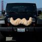Carstache
