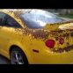 Chevrolet Camaro Covered In Bees