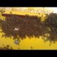 Chevrolet Camaro Covered In Bees