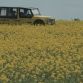 Citroen Mehari