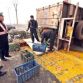 Egg-Truck Crashes in China