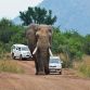 Elephant has sex with a car