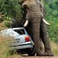 Elephant has sex with a car