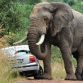 Elephant has sex with a car
