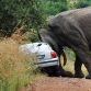 Elephant has sex with a car