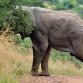 Elephant has sex with a car