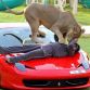 Ferrari 458 Italia with Lion