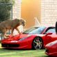 Ferrari 458 Italia with Lion
