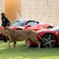 Ferrari 458 Italia with Lion