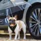 skoda-dog-umbrella