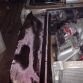 Ford Granada with Koenigsegg engine (29)