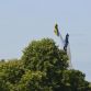 Goodwood Festival of Speed 2013