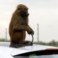 Hyundai i30 2012 - Monkeys go nuts for the toughest car challenge