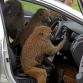 Hyundai i30 2012 - Monkeys go nuts for the toughest car challenge