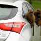 Hyundai i30 2012 - Monkeys go nuts for the toughest car challenge