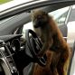 Hyundai i30 2012 - Monkeys go nuts for the toughest car challenge