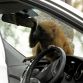 Hyundai i30 2012 - Monkeys go nuts for the toughest car challenge