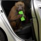 Hyundai i30 2012 - Monkeys go nuts for the toughest car challenge
