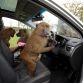 Hyundai i30 2012 - Monkeys go nuts for the toughest car challenge
