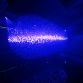 Hyundai reveals Fluidic Sculpture In Motion light installation