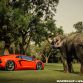 Lamborghini Aventador with ADV.1 Wheels meet an Elephant