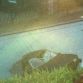 Man crashes his Toyota Corolla in a pool