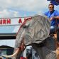 Mechanical elephant for auction (1)