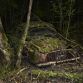 Paradise Parking Abandoned Cars Decaying in Nature