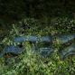 Paradise Parking Abandoned Cars Decaying in Nature
