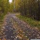 Russian military vehicles found in the woods