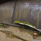 Russian military vehicles found in the woods
