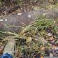 Russian military vehicles found in the woods