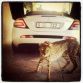 Supercats and Supercars